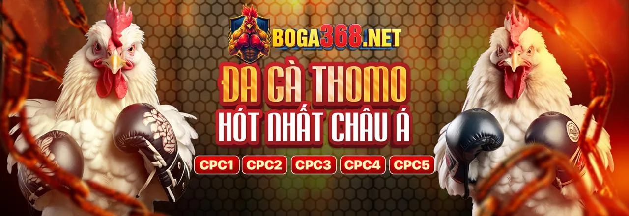 Hình ảnh chiến kê đá gà Thomo C4 trên sàn đấu